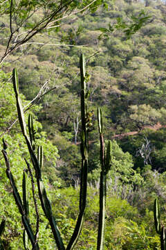 Image of Samaipaticereus corroanus Cárdenas