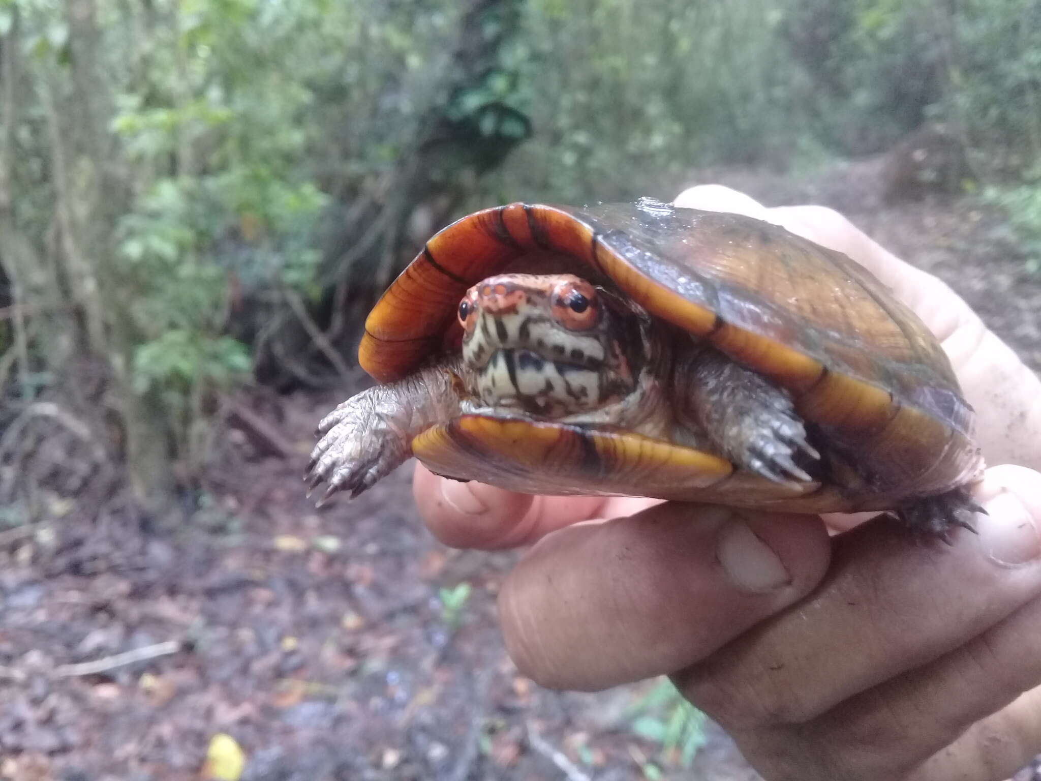 Image of Tabasco Mud Turtle