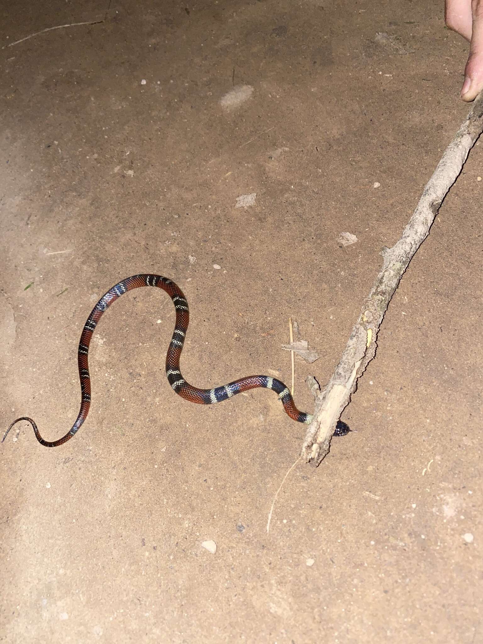 Image of Tschudi's False Coral Snake