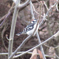 Dryobates pubescens pubescens (Linnaeus 1766) resmi