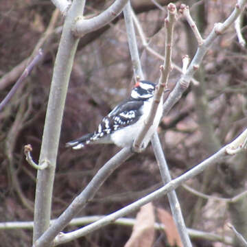 Sivun Dryobates pubescens pubescens (Linnaeus 1766) kuva