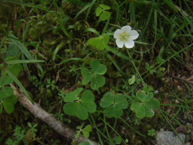 Imagem de Oxalis acetosella L.