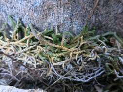 Image of bluntleaf spikemoss