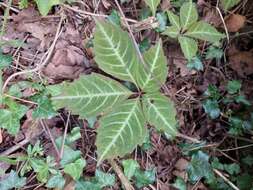 Image de Parthenocissus henryana (Hemsl.) Diels & Gilg