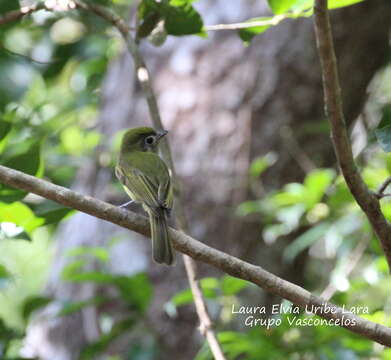 Rhynchocyclus brevirostris (Cabanis 1847)的圖片