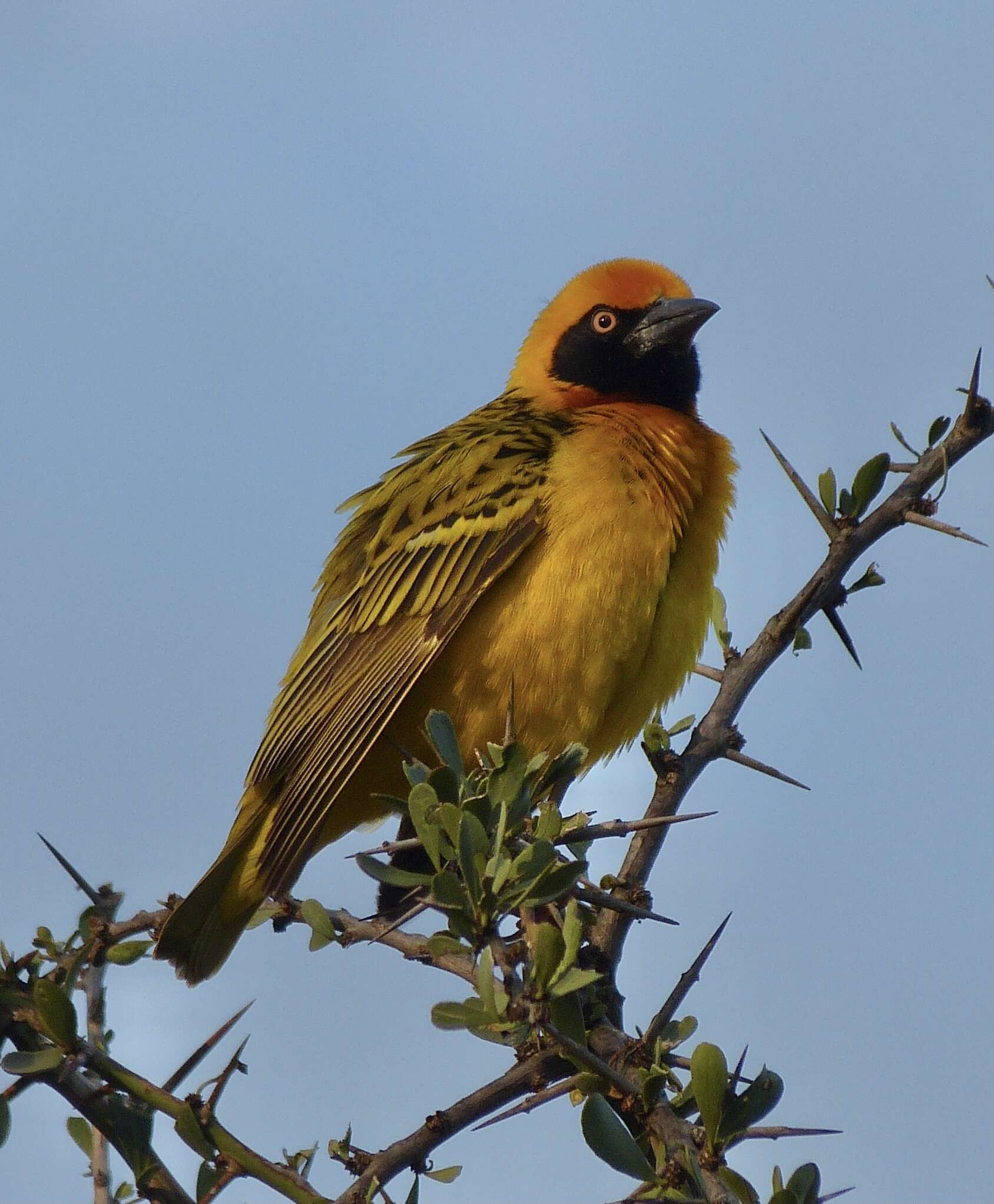 Image of Speke's Weaver