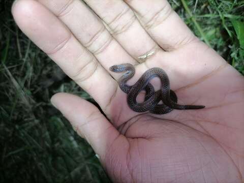 Image of Three-lined Ground Snake