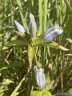 Image of gentian