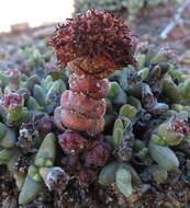 Image of Crassula columnaris subsp. columnaris