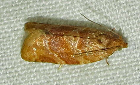 Image of Pine-tube Moth