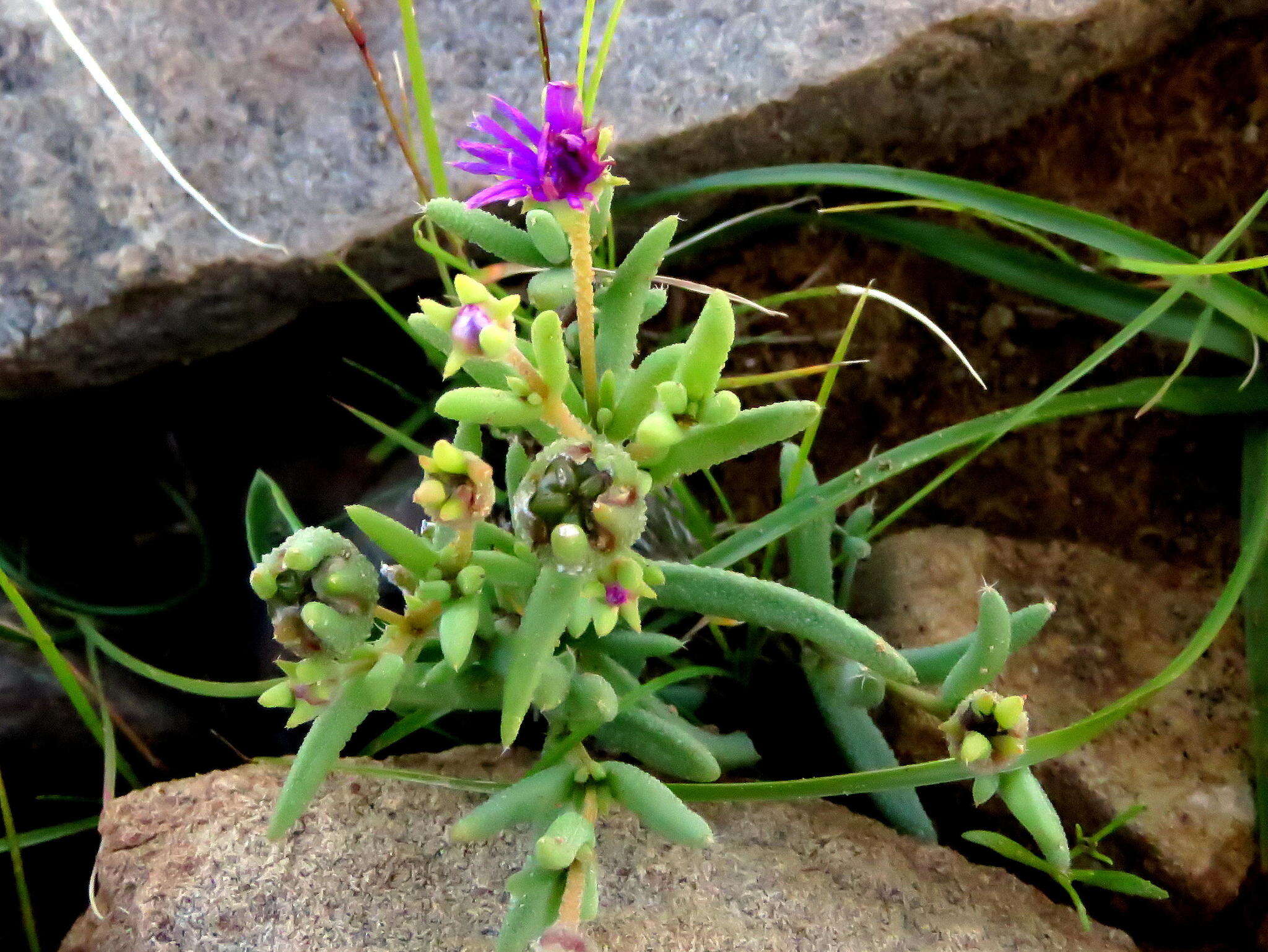 Image of Trichodiadema rogersiae L. Bol.