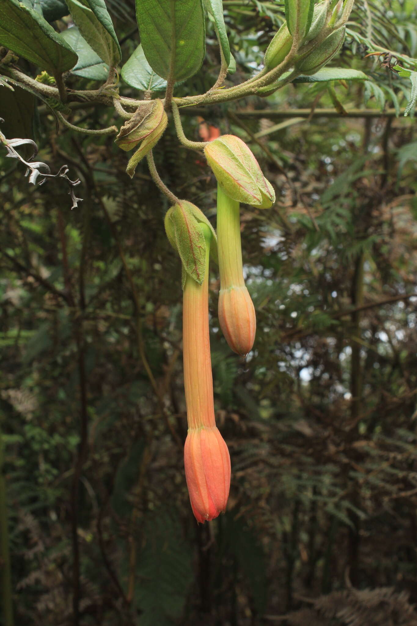 Image of Passiflora crispolanata Uribe