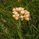 Imagem de Helichrysum appendiculatum (L. fil.) Less.