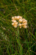 Sivun Helichrysum appendiculatum (L. fil.) Less. kuva