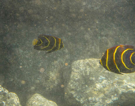 Image of Cortez Angelfish