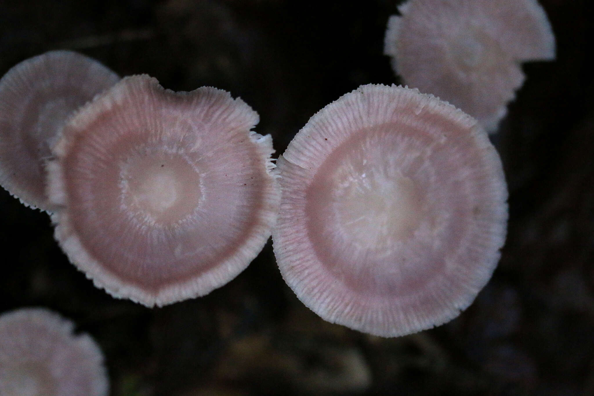 Image of Mycena rosea Gramberg 1912