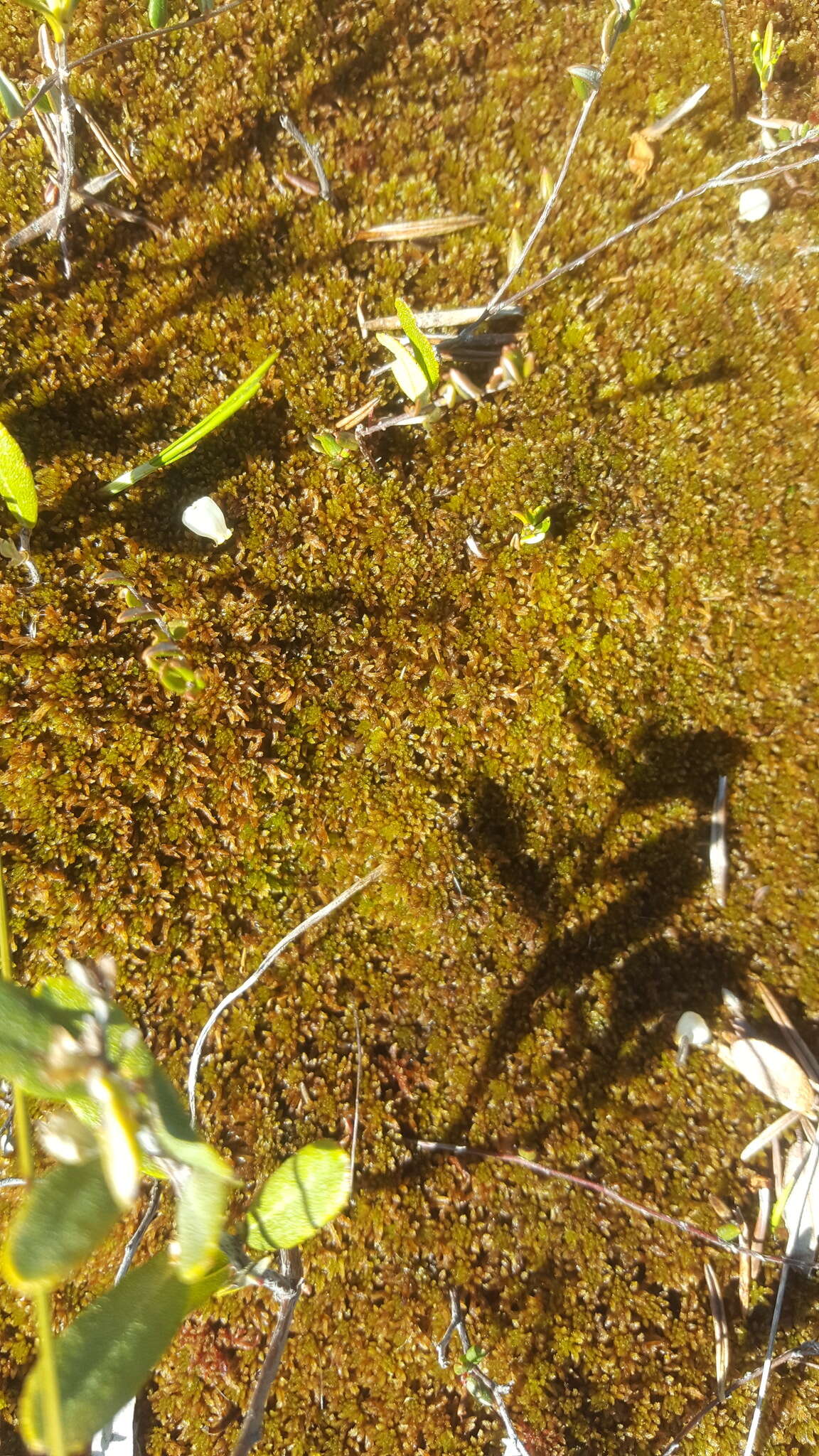 Image of sphagnum