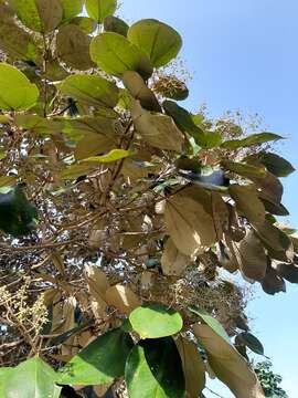 Image of Miconia argentea (Sw.) DC.