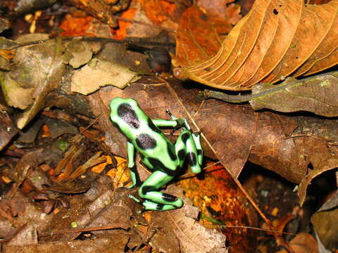 Image of Gold Arrow-poison Frog