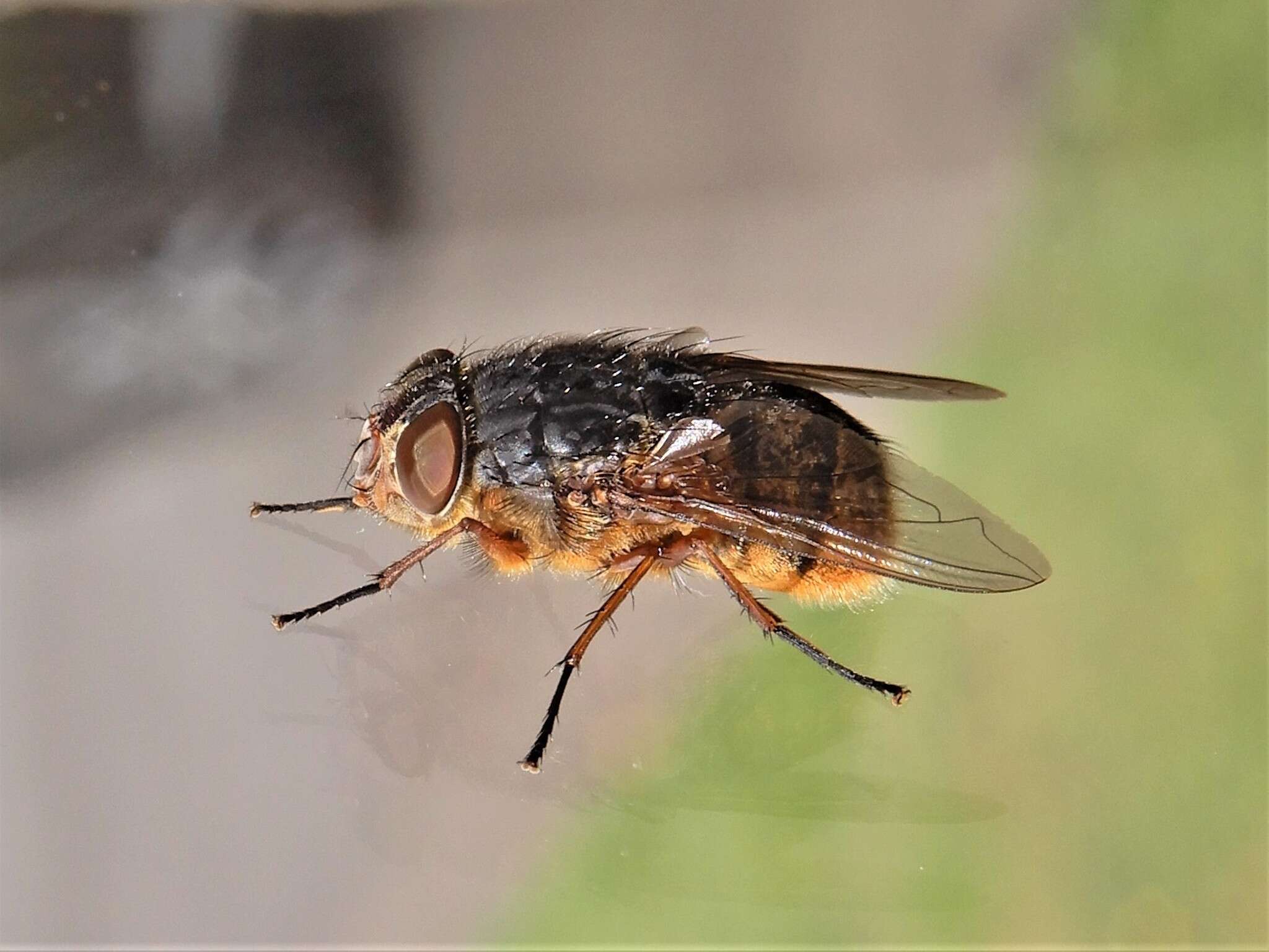 Image of Calliphora stygia (Fabricius 1781)