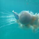 Image of larson's jellyfish