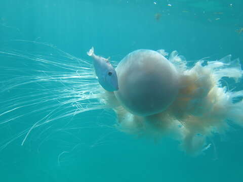 Image of larson's jellyfish