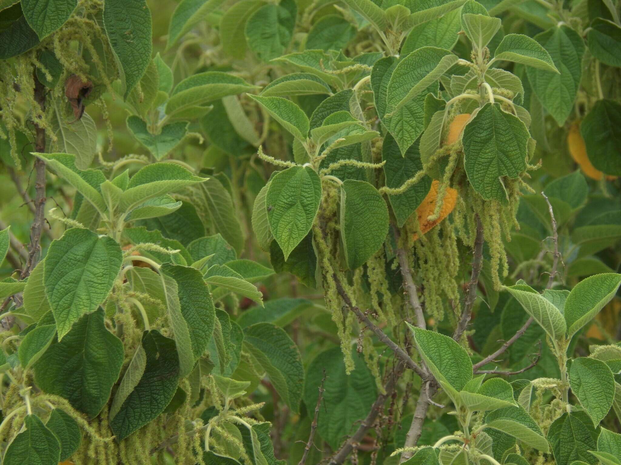 Image of Boehmeria caudata Sw.