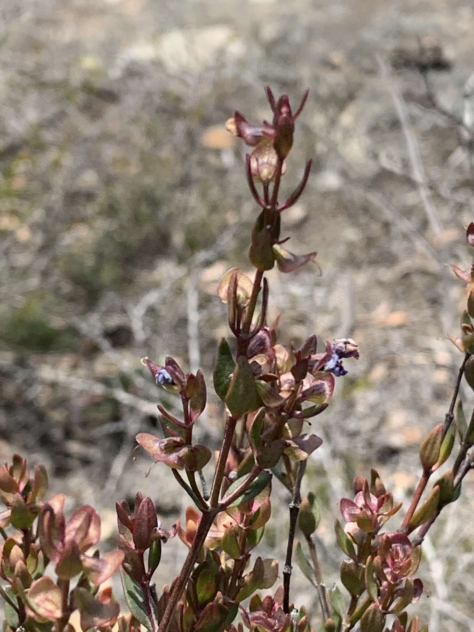 Prostanthera hindii B. J. Conn resmi