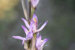 Image of Limodorum trabutianum Batt.