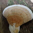 Image of Trametes orientalis (Yasuda) Imazeki 1943