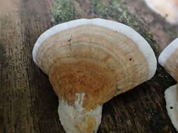 Image of Trametes orientalis (Yasuda) Imazeki 1943