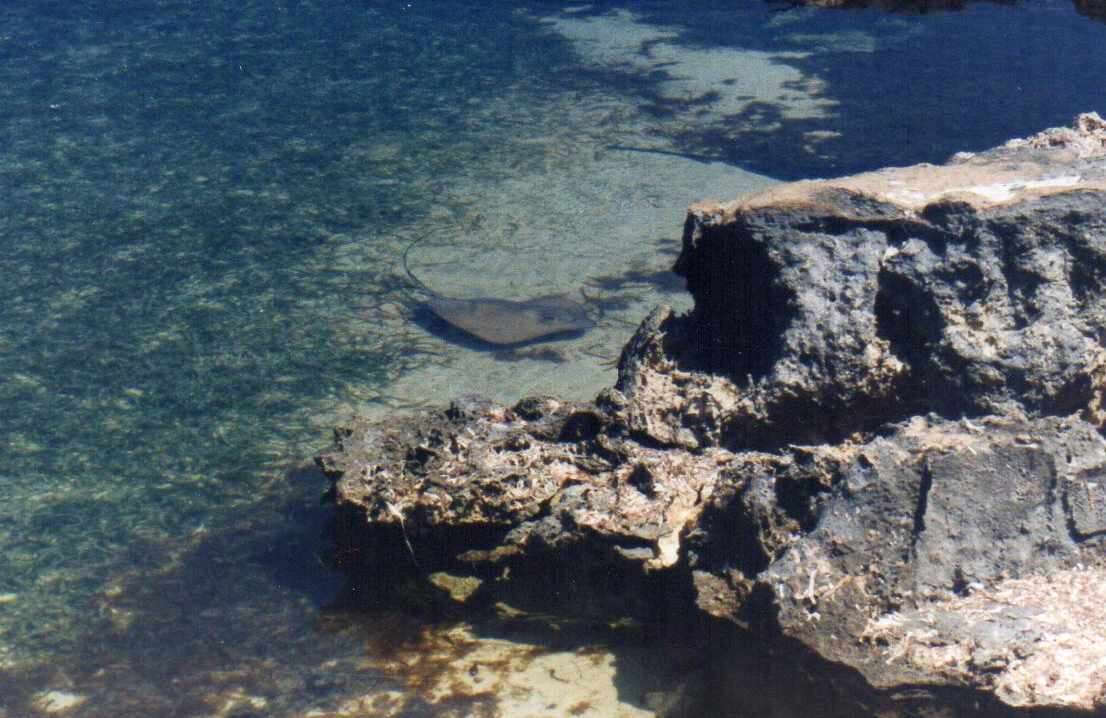 Image of Southern stingray