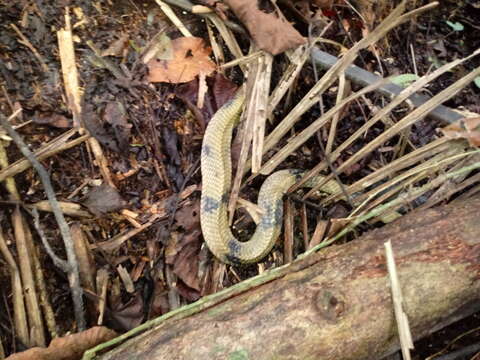 Image of Amazon False Fer-de-lance