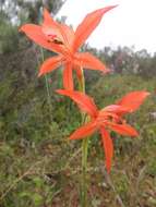 Image of Gladiolus watsonius Thunb.