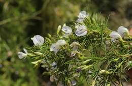 Image of Psoralea imminens