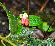 Imagem de Gasteranthus quitensis Benth.