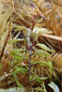 Image of Hymenophyllum falklandicum Bak.