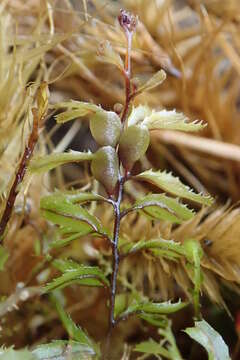 صورة Hymenophyllum falklandicum Bak.