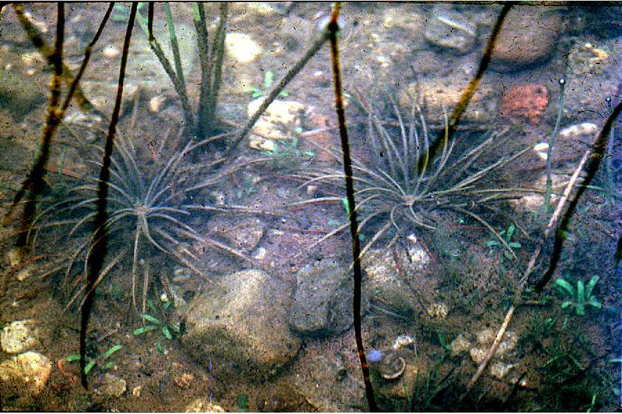 Isoetes lacustris (rights holder: "<a href=""http://www.pwrc.usgs.gov/WLI/"">USDA NRCS Wetland Science Institute</a>.")