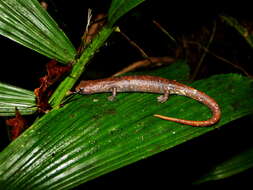 Image of Nauta Salamander