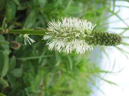 Image of Canadian burnet