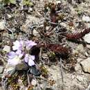 Image of Euphrasia collina subsp. lapidosa W. R. Barker