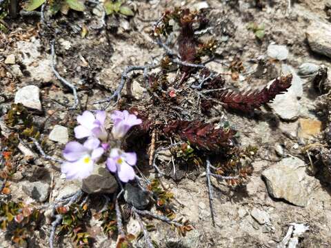 Image of Euphrasia collina subsp. lapidosa W. R. Barker