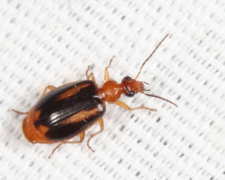 Image of Lebia (Lebia) solea Hentz 1830