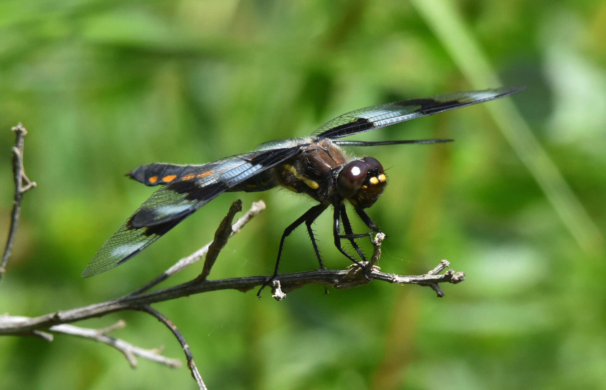 Libellula forensis Hagen 1861 resmi