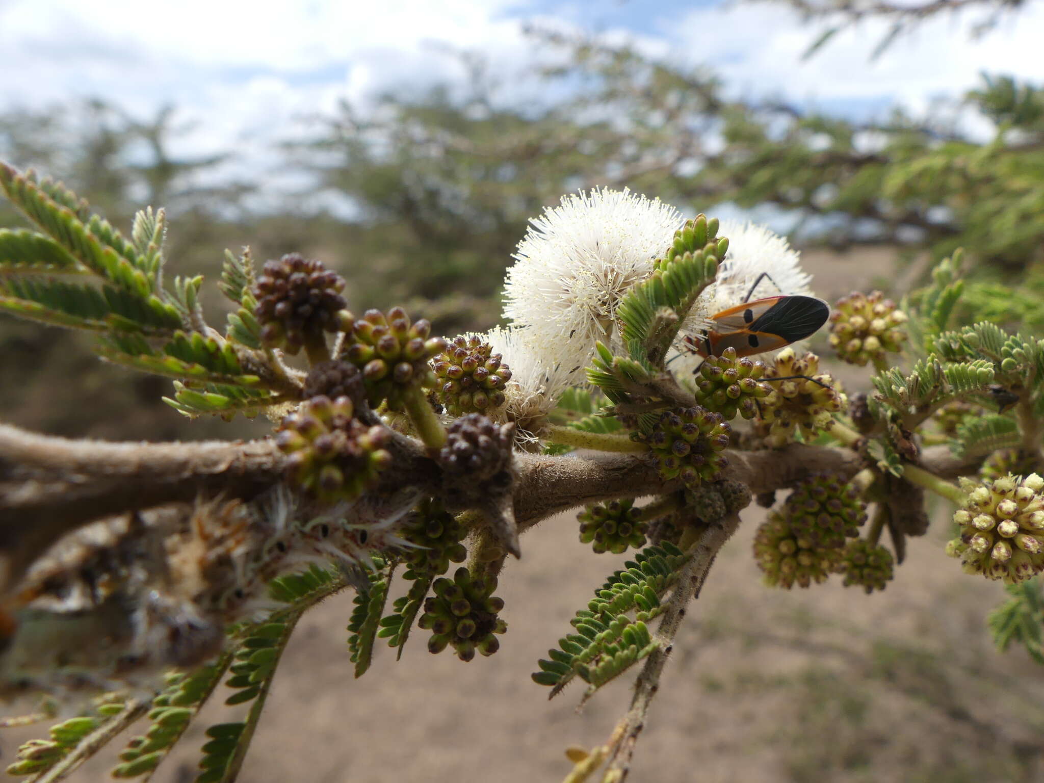 Image of Vachellia gerrardii (Benth.) P. J. H. Hurter