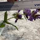 Image de Penstemon eriantherus var. whitedii (Piper) A. Nels.