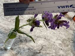 Image de Penstemon eriantherus var. whitedii (Piper) A. Nels.