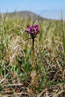 Image of Pennell's lousewort