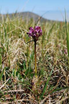 Image of Pennell's lousewort